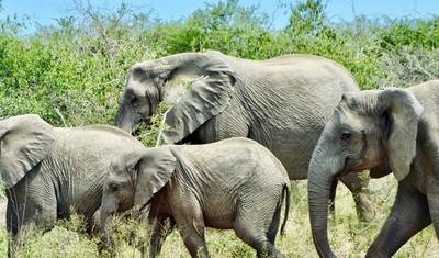 Safári de Vida Selvagem em Pilanesberg — 3