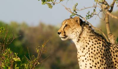 Safári de Vida Selvagem em Pilanesberg — 4