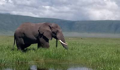 4 Day Northern Tanzania Tembo Safari — 2