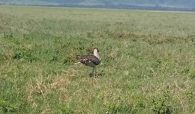 4 Day Northern Tanzania Tembo Safari — 4