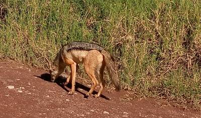 4 Day Northern Tanzania Tembo Safari — 5