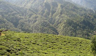 Wycieczka po plantacji herbaty Darjeeling — 5