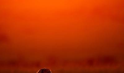 Safari de 5 Dias pelos Big 5 no Norte da Tanzânia — 4