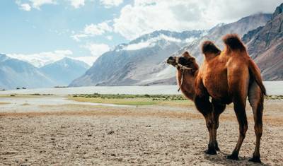 Leh and Ladakh Holidays — 3