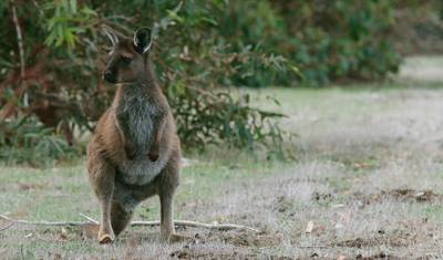 Tastes of Southern Australia — 5