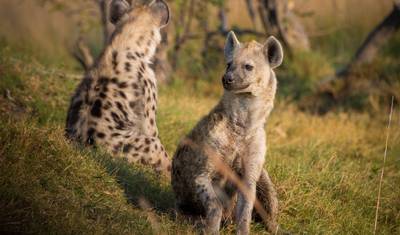 الرحلات: لقاءات برية مدهشة في رواندا National Geographic — 4