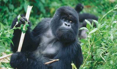 الرحلات: لقاءات برية مدهشة في رواندا National Geographic — 5