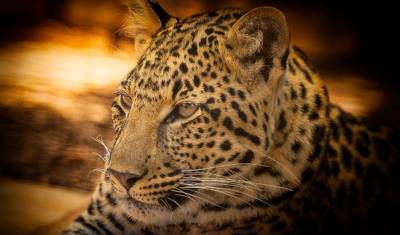 Journeys: ナショナルジオグラフィックが巡るルワンダとケニアの伝説的な野生動物 — 3