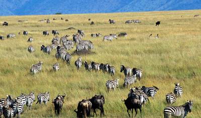 4-Day Amazing Luxury Safari: Lake Nakuru and Masai Mara National Reserve — 5