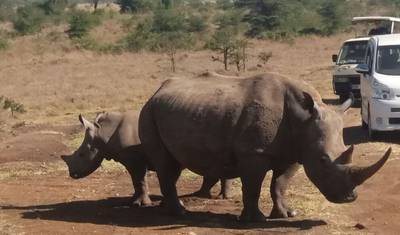 Safári de Luxo de 5 Dias em Land Cruiser: Masai Mara e Lago Nakuru — 4