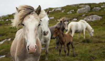 Cycling the Hebridean Way - Self Guide Cycle Tour — 4