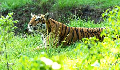 Trilha da Herança e Vida Selvagem: Descobrindo Mysore, Bandipur e Somanathpur — 3