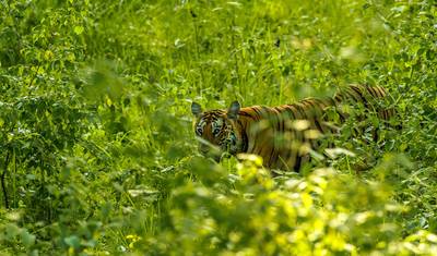 Trilha da Herança e Vida Selvagem: Descobrindo Mysore, Bandipur e Somanathpur — 4