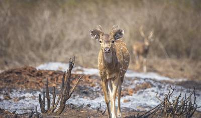 Trilha da Herança e Vida Selvagem: Descobrindo Mysore, Bandipur e Somanathpur — 5