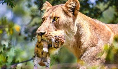 أفضل جولات جنوب أفريقيا المصممة خصيصًا لمدة 9 أيام، انطلاق يومي ورحلة خاصة — 4