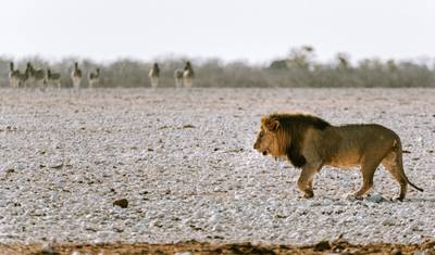 Safari de Acampamento Clássico de 12 Dias na Namíbia — 3