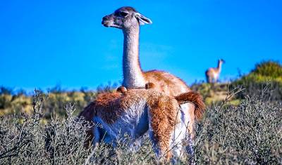 Excursão Personalizada de 14 Dias pela Paisagem e Cultura do Chile, Guia e Carro Privados — 5