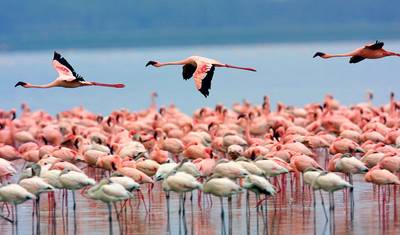 10 Days Kenya Birding Tour Safari Holiday- Luxury — 2