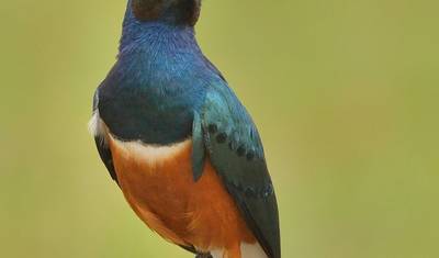 10 Days Kenya Birding Tour Safari Holiday- Luxury — 5