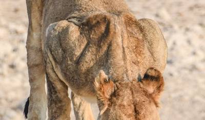 7 Day Northern Namibia & Skeleton Coast Camping Safari — 3