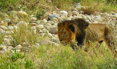South Africa: From the Cape to Kruger — 2