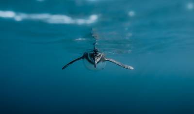 Cruzeiro em Galápagos - Ilhas Centrais e Orientais em 5 Dias a bordo do Monserrat — 3