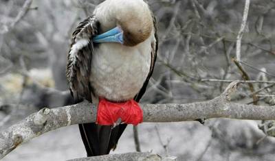 Rejs po Galapagos - Wyspy Centralne i Północne w 4 dni na pokładzie The Monserrat — 3
