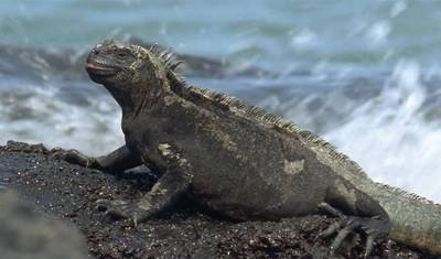 Rejs po Galapagos - Wyspy Centralne i Północne w 4 dni na pokładzie The Monserrat — 5