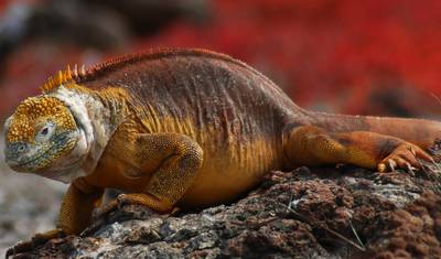 Rejs po Galapagos - Wyspy Centralne i Północne w 4 dni na pokładzie The Monserrat — 4