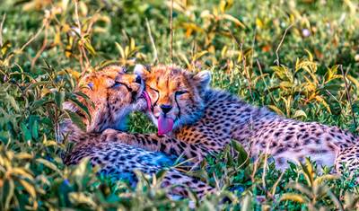 Tailor-Made 9 Days Private Tanzania Northern Circuit Trip — 5