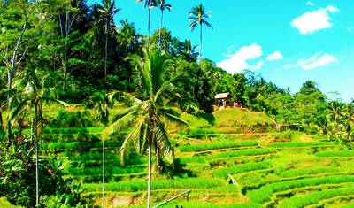 Tour Privado de 10 Dias em Bali Sob Medida com Partida Diária — 4