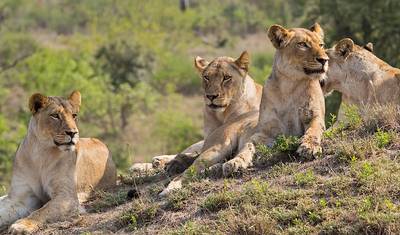 Z Johannesburga: 4-dniowa klasyczna wycieczka safari do Parku Krugera. — 2