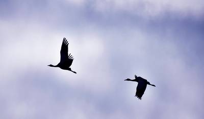 Bhutan Birding & Wildlife Tour — 3