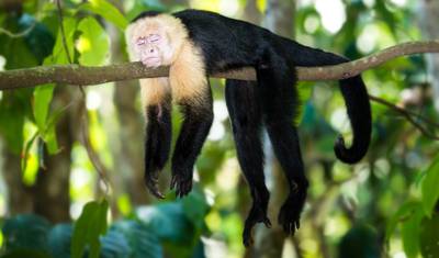 Arenal and Monteverde, Short Break — 5