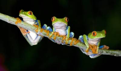 Monteverde Cloudforest Essences, Short Break — 2