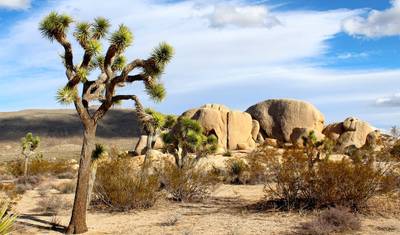 5 Dni Dolina Śmierci i Joshua Tree — 4