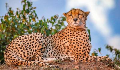Viagem Privada Personalizada ao Quênia para a Migração dos Gnus em Masai Mara, Partida Diária — 2