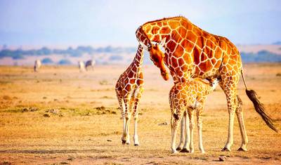 Customized Private Kenya Masai Mara Safari, Daily Depart & 4-stars Lodge — 2