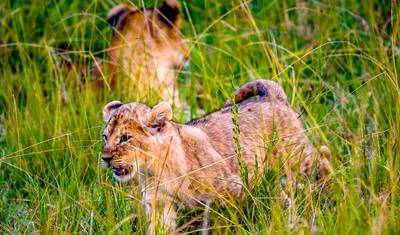 Customized Private Kenya Masai Mara Safari, Daily Depart & 4-stars Lodge — 4