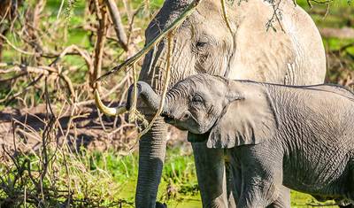 Customized Private Kenya Masai Mara Safari, Daily Depart & 4-stars Lodge — 5
