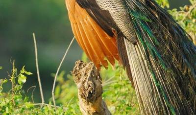 Sri Lanka Connected to the wild, 11 Days of National Park Safaris, Private Tour — 3