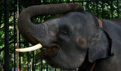 Sri Lanka Connected to the wild, 11 Days of National Park Safaris, Private Tour — 5