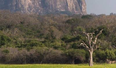Sri Lanka Connected to the wild, 11 Days of National Park Safaris, Private Tour — 2