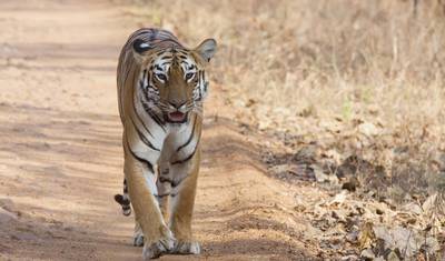 Delhi do Rezerwatu Tygrysów Corbett — 2