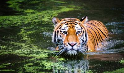 Delhi do Rezerwatu Tygrysów Corbett — 5
