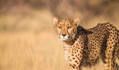 2-dniowe Epickie Safari w Tanzanii — 3