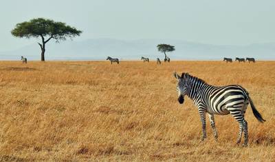 2-dniowe Epickie Safari w Tanzanii — 4