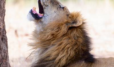 2-dniowe Epickie Safari w Tanzanii — 5