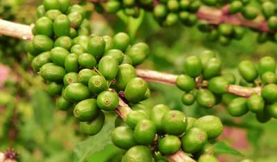 رحلة تسلق كليمنجارو – طريق مارانغو – 6 أيام — 5