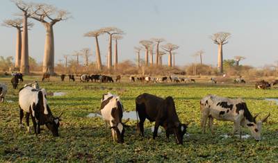 Estadia em Morondava: O paraíso das árvores baobá — 3